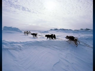Odyssee Siberienne De Nicolas Vanier