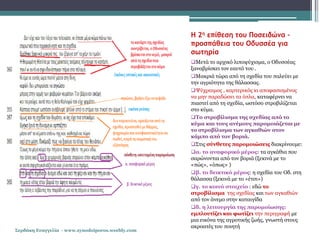 Η 2η επίθεση του Ποσειδώνα –
προσπάθεια του Οδυσσέα για
σωτηρία
Μετά το αρχικό λιποψύχισμα, ο Οδυσσέας
ξαναβρίσκει τον εαυτό του .
Μακριά τώρα από τη σχεδία του παλεύει με
την αγριότητα της θάλασσας.
Ψύχραιμος , καρτερικός κι αποφασισμένος
να μην παραδώσει τα όπλα, καταφέρνει να
πιαστεί από τη σχεδία, ωστόσο στροβιλίζεται
στο κύμα.
Το στροβίλισμα της σχεδίας από το
κύμα και τους ανέμους παρομοιάζεται με
το στροβίλισμα των αγκαθιών στον
κάμπο από τον βοριά.
Στις σύνθετες παρομοιώσεις διακρίνουμε:
α. το αναφορικό μέρος: τα αγκάθια που
σαρώνονται από τον βοριά (ξεκινά με το
«πώς», «όπως» )
β. το δεικτικό μέρος: η σχεδία του Οδ. στη
θάλασσα (ξεκινά με το «έτσι»)
γ. το κοινό στοιχείο : εδώ το
στροβίλισμα της σχεδίας και των αγκαθιών
από τον άνεμο στην καταιγίδα
δ. η λειτουργία της παρομοίωσης:
εμπλουτίζει και φωτίζει την περιγραφή με
μια εικόνα της αγροτικής ζωής, γνωστή στους
ακροατές του ποιητή
Σερδάκη Ευαγγελία - www.synodoiporos.weebly.com
 