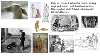 Dogs were valued as hunting hounds and pig
dogs, and also as much loved companions.
Odysseus had a faithful dog called Argos in
Homer’s Odyssey.
 