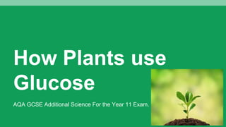 How Plants use
Glucose
AQA GCSE Additional Science For the Year 11 Exam.
 