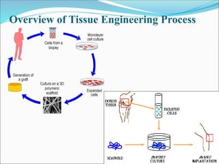 Fundamental of Tissue engineering | PDF