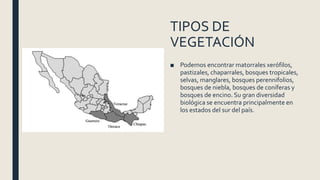 TIPOS DE
VEGETACIÓN
■ Podemos encontrar matorrales xerófilos,
pastizales, chaparrales, bosques tropicales,
selvas, manglares, bosques perennifolios,
bosques de niebla, bosques de coníferas y
bosques de encino. Su gran diversidad
biológica se encuentra principalmente en
los estados del sur del país.
 