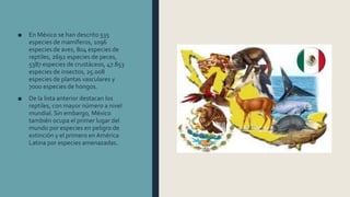 ■ En México se han descrito 535
especies de mamíferos, 1096
especies de aves, 804 especies de
reptiles, 2692 especies de peces,
5387 especies de crustáceos, 47.853
especies de insectos, 25.008
especies de plantas vasculares y
7000 especies de hongos.
■ De la lista anterior destacan los
reptiles, con mayor número a nivel
mundial. Sin embargo, México
también ocupa el primer lugar del
mundo por especies en peligro de
extinción y el primero en América
Latina por especies amenazadas.
 