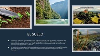 EL SUELO
■ La enorme diversidad de suelos mexicanos, 87% de los tipos de suelo del planeta, es resultado de la
interacción de diversos factores: una compleja topografía de origen volcánico, altitudes que van de
los cero a más de 5,600 metros snm, cuatro de los cinco grandes tipos de climas del mundo y una
enorme variedad paisajística y de rocas.
■ El suelo es un recurso natural no renovable presente en todos los ecosistemas, y cumple funciones de
las cuales dependen los servicios ambientales que sostienen la biodiversidad, incluida la vida
humana.
 