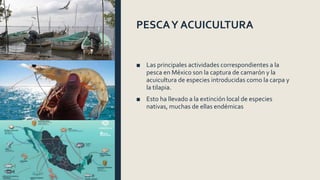 PESCAY ACUICULTURA
■ Las principales actividades correspondientes a la
pesca en México son la captura de camarón y la
acuicultura de especies introducidas como la carpa y
la tilapia.
■ Esto ha llevado a la extinción local de especies
nativas, muchas de ellas endémicas
 