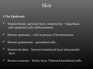 1.The Epidermis
 Stratum basale- germinal layer, melanocytes + langerhans
cells epidermal cells (differentiated).
 Stratum spinosum – cells in process of keratinization.
 Stratum granulosum – granulated cells.
 Stratum lucidum – between keratinized layer and granular
layer.
 Stratum corneum – Horny layer, Flattened keratinized cells.
Skin
 
