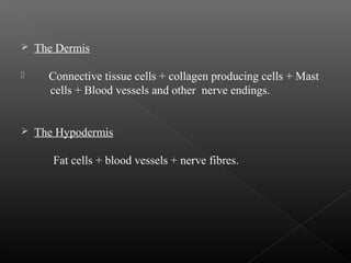  The Dermis
 Connective tissue cells + collagen producing cells + Mast
cells + Blood vessels and other nerve endings.
 The Hypodermis
Fat cells + blood vessels + nerve fibres.
 