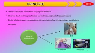 PRINCIPLE
• The test substance is administered daily in graduated doses.
• Observed closely for the signs of toxicity and for the development of neoplastic lesions.
• Died or killed animals are necropsied and at the conclusion of surviving animals are also killed and
necropsied.
Route of
administration
Oral
Intradermal Inhalation 4
 