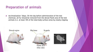 Preparation of animals
 Acclimatization: 5days. On the day before administration of the test
chemical, all fur should be removed from the dorsal/flank area of the test
animals (i.e. at least 10% of the total body surface area) by closely clipping
 