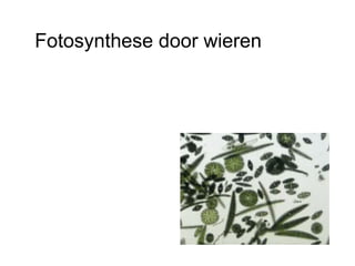 Fotosynthese door wieren 