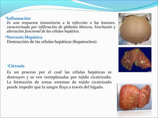 •Inflamación
Es una respuesta inmunitaria a la infección o las lesiones,
caracterizada por infiltración de glóbulos blancos, hinchazón y
alteración funcional de las células hepática .
•Necrosis Hepática
Destrucción de las células hepáticas (hepatocitos).
•Cirrosis
Es un proceso por el cual las células hepáticas se
destruyen y se ven reemplazadas por tejido cicatrizado.
La formación de zonas extensas de tejido cicatrizado
puede impedir que la sangre fluya a través del hígado.
 