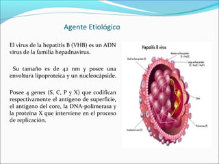 Agente Etiológico
El virus de la hepatitis B (VHB) es un ADN
virus de la familia hepadnavirus.
Su tamaño es de 42 nm y posee una
envoltura lipoproteica y un nucleocápside.
Posee 4 genes (S, C, P y X) que codifican
respectivamente el antígeno de superficie,
el antígeno del core, la DNA-polimerasa y
la proteína X que interviene en el proceso
de replicación.
 