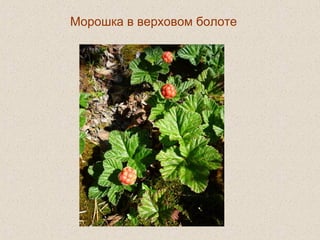 Морошка в верховом болоте
 