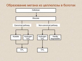 Образование метана из целлюлозы в болотах
Cellulose
Glucose
Acetate Hydrogen
CO2
Hydrogen
CO2
Hardly
degradable
CH4 CH4
Canonical pathway Non-canonical pathway
 