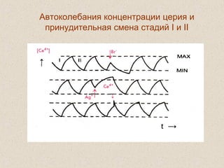 Автоколебания концентрации церия и
принудительная смена стадий I и II
 