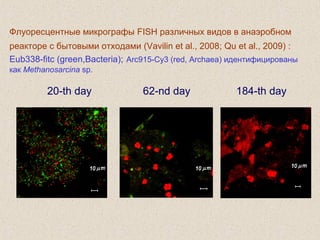 Флуоресцентные микрографы FISH различных видов в анаэробном
реакторе с бытовыми отходами (Vavilin et al., 2008; Qu et al., 2009) :
Eub338-fitc (green,Bacteria); Arc915-Cy3 (red, Archaea) идентифицированы
как Methanosarcina sp.
20-th day 62-nd day 184-th day
 