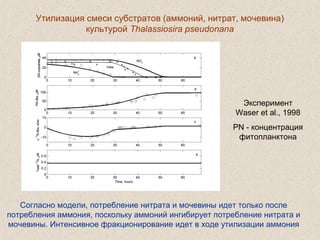Утилизация смеси субстратов (аммоний, нитрат, мочевина)
культурой Thalassiosira pseudonana
Эксперимент
Waser et al., 1998
PN - концентрация
фитопланктона
Согласно модели, потребление нитрата и мочевины идет только после
потребления аммония, поскольку аммоний ингибирует потребление нитрата и
мочевины. Интенсивное фракционирование идет в ходе утилизации аммония
 