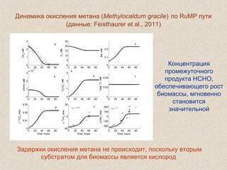 Динамика окисления метана (Methylocaldum gracile) по RuMP пути
(данные: Feisthaurer et al., 2011)
Задержки окисления метана не происходит, поскольку вторым
субстратом для биомассы является кислород
Концентрация
промежуточного
продукта HCHO,
обеспечивающего рост
биомассы, мгновенно
становится
значительной
 