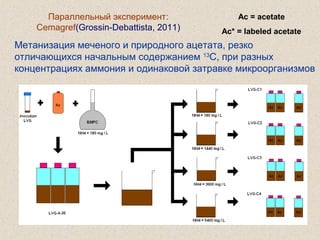Ac = acetate
Ac* = labeled acetate
Параллельный эксперимент:
Cemagref(Grossin-Debattista, 2011)
Метанизация меченого и природного ацетата, резко
отличающихся начальным содержанием 13
C, при разных
концентрациях аммония и одинаковой затравке микроорганизмов
 