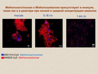 Methanosarcinaceae и Methanosaetaceae присутствуют в инокуле,
также как и в реакторе при низкой и средней концентрации аммония
MS1414-Cy5: Methanosarcinaceae
MX825-Cy3: Methanosaetaceae
Inocula 0.18 г/л 1.44 г/л
 