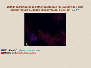 Methanosarcinaceae и Methanosaetaceae присутствуют и при
сравнительно высокой концентрации аммония 3.6 г/л
MS1414-Cy5: Methanosarcinaceae
MX825-Cy3: Methanosaetaceae
 
