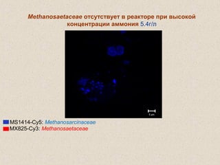 Methanosaetaceae отсутствует в реакторе при высокой
концентрации аммония 5.4г/л
MS1414-Cy5: Methanosarcinaceae
MX825-Cy3: Methanosaetaceae
 