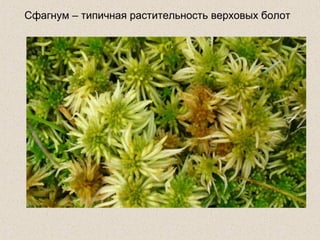 Сфагнум – типичная растительность верховых болот
 