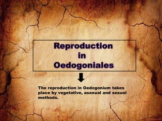 The reproduction in Oedogonium takes
place by vegetative, asexual and sexual
methods.
 