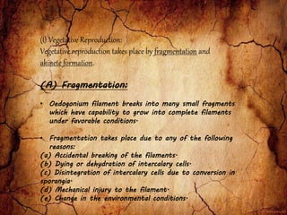 (A) Fragmentation:
• Oedogonium filament breaks into many small fragments
which have capability to grow into complete filaments
under favorable conditions.
• Fragmentation takes place due to any of the following
reasons:
(a) Accidental breaking of the filaments.
(b) Dying or dehydration of intercalary cells.
(c) Disintegration of intercalary cells due to conversion in
sporangia.
(d) Mechanical injury to the filament.
(e) Change in the environmental conditions.
(i) Vegetative Reproduction:
Vegetative reproduction takes place by fragmentation and
akinete formation.
 