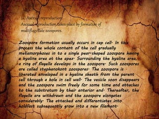 Zoospore formation usually occurs in cap cell. In this
process the whole content of the cell gradually
metamorphoses in to a single pear-shaped zoospore having
a hyaline area at the apex. Surrounding the hyaline area,
a ring of flagella develops in the zoospore. Such zoospores
are called stephanokont zoospores. The zoospore is
liberated enveloped in a hyaline sheath from the parent
cell through a hole in cell wall. The vesicle soon disappears
and the zoospore swim freely for some time and attaches
to the substratum by their anterior end. Thereafter, the
flagella are withdrawn and the zoospore elongates
considerably. The attached end differentiates into
holdfast subsequently grow into a new filament.
(ii) Asexual reproduction:
Asexual reproduction takes place by formation of
multiflagellate zoospores.
 