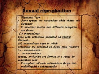 • Oogamous type
• Some species are monoecious while others are
dioecious.
• In dioecious species two different categories
are found:
(i) macrandrous
type with antheridia produced on normal
filament..
(ii) nannandrous type in which
antheridia are produced on dwarf male filament
i.e., nannandrium…
• In monoeciuous
species, antheridia are formed in a series by
vegetative cells.
• Protoplasm of each antheridium forms two
multiflagellate antherozoids.
Sexual reproduction
 