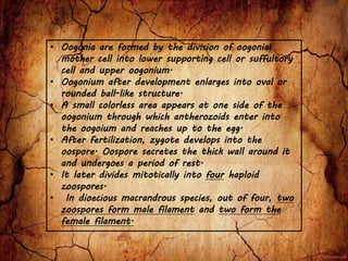 • Oogonia are formed by the division of oogonial
mother cell into lower supporting cell or suffultory
cell and upper oogonium.
• Oogonium after development enlarges into oval or
rounded ball-like structure.
• A small colorless area appears at one side of the
oogonium through which antherozoids enter into
the oogoium and reaches up to the egg.
• After fertilization, zygote develops into the
oospore. Oospore secretes the thick wall around it
and undergoes a period of rest.
• It later divides mitotically into four haploid
zoospores.
• In dioecious macrandrous species, out of four, two
zoospores form male filament and two form the
female filament.
 