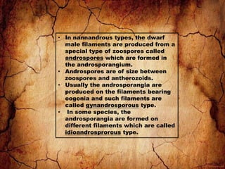 • In nannandrous types, the dwarf
male filaments are produced from a
special type of zoospores called
androspores which are formed in
the androsporangium.
• Androspores are of size between
zoospores and antherozoids.
• Usually the androsporangia are
produced on the filaments bearing
oogonia and such filaments are
called gynandrosporous type.
• In some species, the
androsporangia are formed on
different filaments which are called
idioandrosprorous type.
 