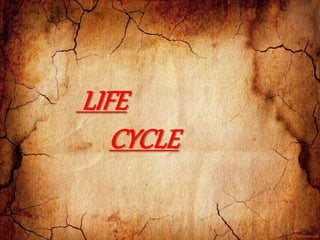 LIFE
CYCLE
 