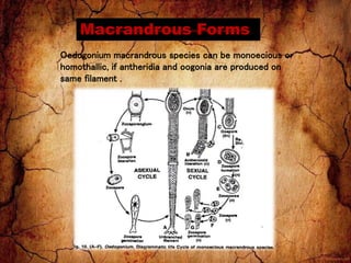 Macrandrous Forms
Oedogonium macrandrous species can be monoecious or
homothallic, if antheridia and oogonia are produced on
same filament .
 
