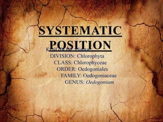 KINGDOM: Plantae
DIVISION: Chlorophyta
CLASS: Chlorophyceae
ORDER: Oedogoniales
FAMILY: Oedogoniaceae
GENUS: Oedogonium
 