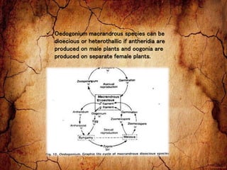  Oedogonium macrandrous species can be
dioecious or heterothallic if antheridia are
produced on male plants and oogonia are
produced on separate female plants.
 