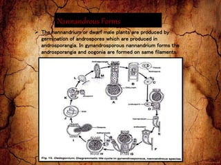 Nannandrous Forms
 The nannandrium or dwarf male plants are produced by
germination of androspores which are produced in
androsporangia. In gynandrosporous nannandrium forms the
androsporangia and oogonia are formed on same filaments.
 