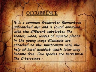OCCURRENCE
It is a common freshwater filamentous
unbranched alga and is found attached
with the different substrates like
stones, wood, leaves of aquatic plants.
In the young stage filaments are
attached to the substratum with the
help of basal holdfast which later may
become free. Few species are terrestrial
like O.terrestre .
 