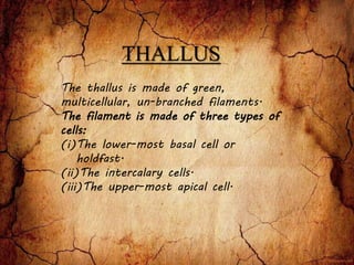 THALLUS
The thallus is made of green,
multicellular, un-branched filaments.
The filament is made of three types of
cells:
(i)The lower-most basal cell or
holdfast.
(ii)The intercalary cells.
(iii)The upper-most apical cell.
 