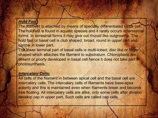 Hold Fast:
The filament is attached by means of specially differentiated basal cell.
The holdfast is found in aquatic species and it rarely occurs in terrestrial
forms. In terrestrial forms it may give out rhizoid like outgrowths. The
hold fast or basal cell is club shaped, broad, round in upper part and
narrow in lower part.
The lower terminal part of basal cells is multi-lobed, disc like or finger
shaped which attaches the filament to substratum. Chloroplasts are
absent or poorly developed in basal cell hence it does not take part in
photosynthesis.
Intercalary Cells:
All cells of the filament in between apical cell and the basal cell are
intercalary cells. The intercalary cells of filaments have base-apex
polarity and this is maintained even when filaments break and become
free floating. All intercalary cells are alike, only some cells after division
develop cap in upper part. Such cells are called cap cells.
 