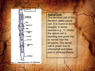 Apical Cell:
The terminal cell of the
filament called apical
cell. It is round or dome
shaped. In some
species e.g., O. ciliata,
the apical cell is
tapering and gives rise
to narrow hair like
structure. The apical
cell is green due to
chlorophyll and takes
part in photosynthesis.
 