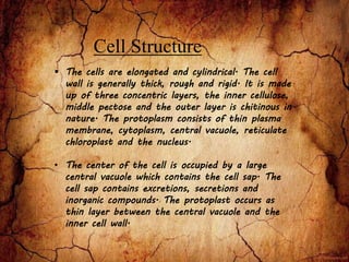 Cell Structure
 The cells are elongated and cylindrical. The cell
wall is generally thick, rough and rigid. It is made
up of three concentric layers, the inner cellulose,
middle pectose and the outer layer is chitinous in
nature. The protoplasm consists of thin plasma
membrane, cytoplasm, central vacuole, reticulate
chloroplast and the nucleus.
• The center of the cell is occupied by a large
central vacuole which contains the cell sap. The
cell sap contains excretions, secretions and
inorganic compounds. The protoplast occurs as
thin layer between the central vacuole and the
inner cell wall.
 