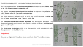 On liberation, the androspore is surrounded by the mucilaginous vesicle.
This vesicle soon vanishes and andropsore swims freely till it reaches and attaches itself
to the wall of the oogonium or supporting cell.
The attached androspore germinates on the oogonium or supporting cell producing 2-3
celled filament called the dwarf male or nannandrium.
The lower, rhizoid-like elongated cell of the dwarf male is called the stalk. The stalk cell
cuts off one or more cells at its tip. These are antheridia.
The protoplast of antheridium divides mitotically into two daughter protoplasts. Each
daughter protoplast develops a ring of many flagella at one end and forms a multiflagellated
sperm or antherozoid.
The antherozoids are liberated either by the disorganization of the antheridial cell or by
the separation of a cap like lid at the top.
Oogonium:
Oogonial development in Nannadrous species is similar to that of Macrandrous species.
DR. SAURABH KUMAR, HOD BOTANY KCMT
 