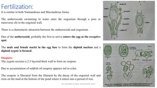 Fertilization:
It is similar in both Nannandrous and Macrandrous forms.
The antherozoids swimming in water enter the oogonium through a pore or
transverse slit in the oogonial wall.
There is a chemotactic attraction between the antherozoids and oogonium.
One of the antherozoid, probably the first to arrive enters the egg at the receptive
spot.
The male and female nuclei in the egg fuse to form the diploid nucleus and a
diploid zygote is formed.
Oospore:
The zygote secretes a 2-3 layered thick wall to form an oospore.
Due to accumulation of reddish oil oospore appears red in color.
The oospore is liberated from the filament by the decay of the oogonial wall and
rests on the mud at the bottom of the pond where it enters into a period of rest.
DR. SAURABH KUMAR, HOD BOTANY KCMT
 