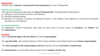 Reproduction
All three types, Vegetative, Asexual and Sexual reproduction are seen in Oedogonium.
Vegetative Reproduction
The vegetative reproduction takes place by means of fragmentation. The fragmentation takes place by
(i) Dying out of some cell here and there in the filament,
(ii) through accidental breaking,
(iii) formation of zoospores or gametes and liberation because of wall splitting. Each fragment by cell division and growth
develops into a new filament.
Asexual Reproduction
In Oedogonium, asexual reproduction takes place by three kinds of asexual spores (i) Zoospores, (ii) Akinites and
(iii) Aplanospores
Zoospores
They are produced singly in the specialized cell called zoosporangium.
Any cap cell usually , the recently divided one which contains abundant reserved food material may become zoosporangium.
The entire protoplast of the zoosporangium contracts from the cell wall and becomes a rounded mass.
The basal granules are connected by fibrous strands to form complete circular ring.
DR. SAURABH KUMAR, HOD BOTANY KCMT
 