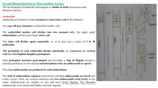 Sexual Reproduction in Macrandous forms:
The development of antheridia and oogonia is similar in both monoecious and
dioecious species.
Antheridia
Antheridia are formed in either terminal or intercalary cell of the filament.
Any cap cell may function as antheridial mother cell.
The antheridial mother cell divides into two unequal cells, the upper small
antheridium and the lower larger sister cell.
The sister cell divides again repeatedly, so as to give rise a series of 2 to 40
antheridia.
The protoplast of each antheridia divides mitotically, by transverse or vertical
wall into two haploid daughter protoplasts.
Each protoplast becomes pear-shaped and develops a ring of flagella around a
colorless portion at its one end and metamorphoses into an antherozoid or sperm.
Thus two antherozoids are produced in each antheridium.
The wall of antheridium ruptures transversely and two antherozoids are freed into
a thin vesicle. Soon, the vesicles dissolves and two antherozoids swim freely in the
water. Antherozoids are smaller in size and have fewer flagella. The liberated
antherozoids swim freely and finally reach the oogonia.
DR. SAURABH KUMAR, HOD BOTANY KCMT
 
