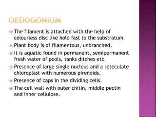  The filament is attached with the help of
colourless disc like hold fast to the substratum.
 Plant body is of filamentous, unbranched.
 It is aquatic found in permanent, semipermanent
fresh water of pools, tanks ditches etc.
 Presence of large single nucleus and a reteculate
chloroplast with numerous pirenoids.
 Presence of caps in the dividing cells.
 The cell wall with outer chitin, middle pectin
and inner cellulose.
 