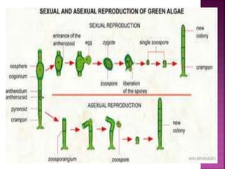 Oedogonium LifeCycle /vegetative cell/Asexual and sexual reproduction.