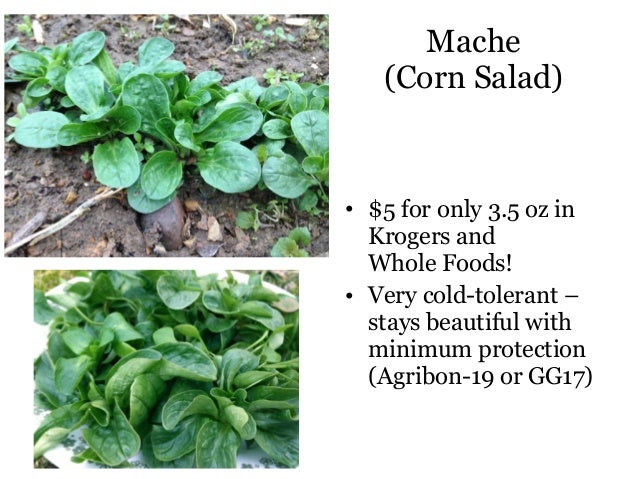 Mache Greens Whole Foods Mache Greens Whole Foods